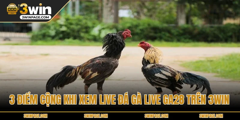3 điểm cộng khi xem live đá gà live ga28 trên 3WIN
