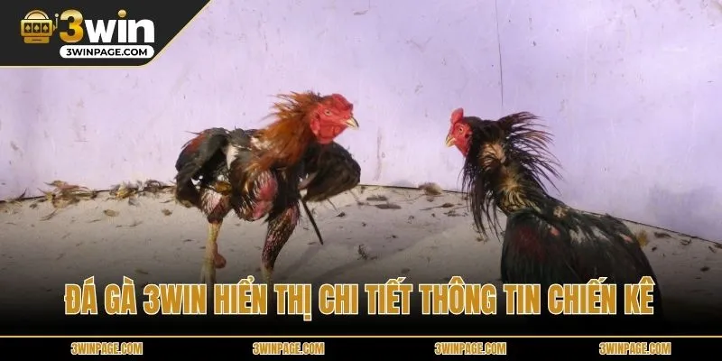 ĐÁ GÀ 3WIN hiển thị chi tiết thông tin chiến kê