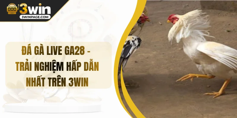 Đá Gà Live Ga28 - Trải Nghiệm Hấp Dẫn Nhất Trên 3WIN