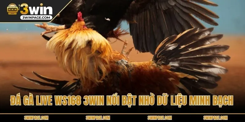 Đá gà Live WS168 3WIN nổi bật nhờ dữ liệu minh bạch