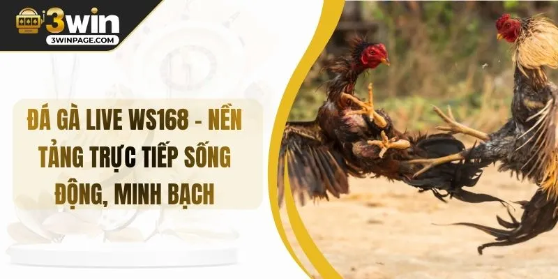 Đá gà Live WS168 – Nền Tảng Trực Tiếp Sống Động, Minh Bạch
